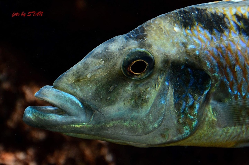 Lichnochromis acuticeps